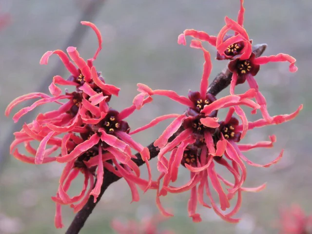 hamamelis rosso