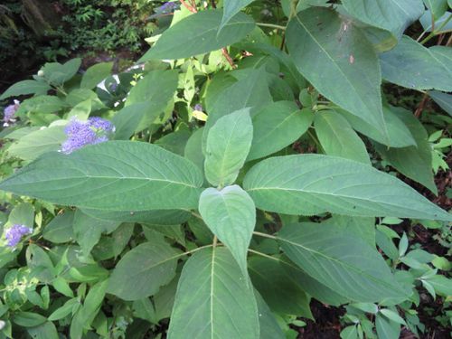 Hydrangea involucrata 