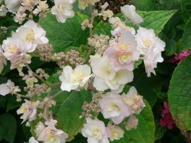 Hydrangea involucrata 'Yoraku Tama'