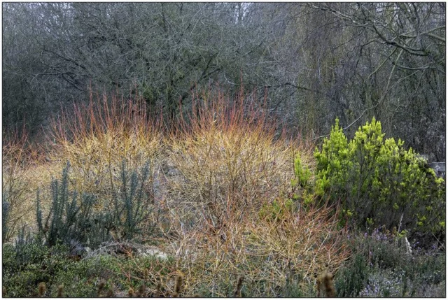 Cornus sanguinea âWinter Beautyâ 