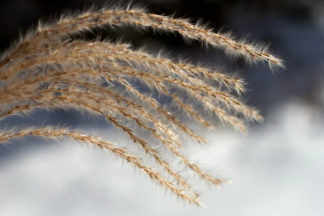 miscanthus inverno