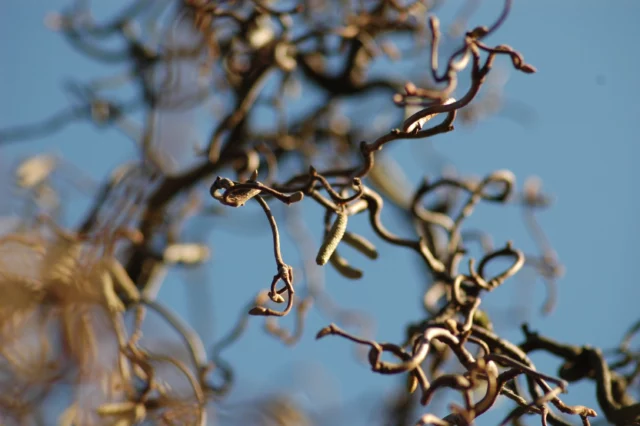 Corylus avellana 'Contorta'