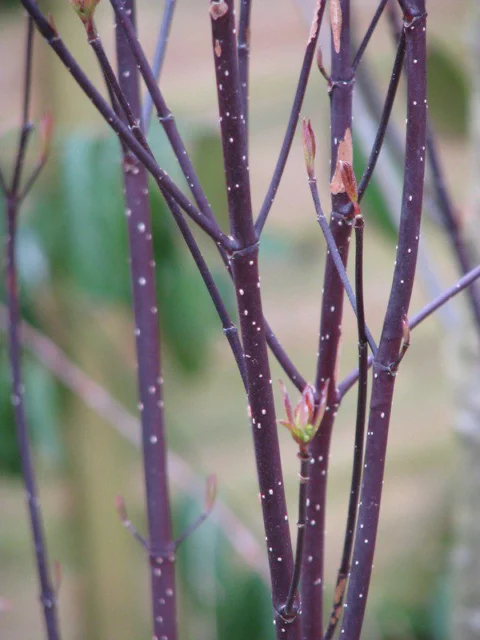 corteccia in giardino Cornus alba 'Kesselringii'