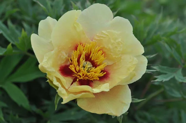 ibridi di peonie arbustive