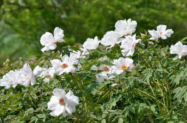 peonia osti arbustiva