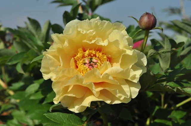 Peonia arbistiva Garden treasure Itoh