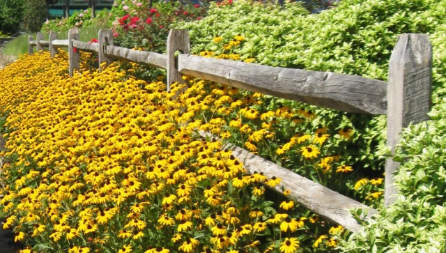 rudbeckia bordura