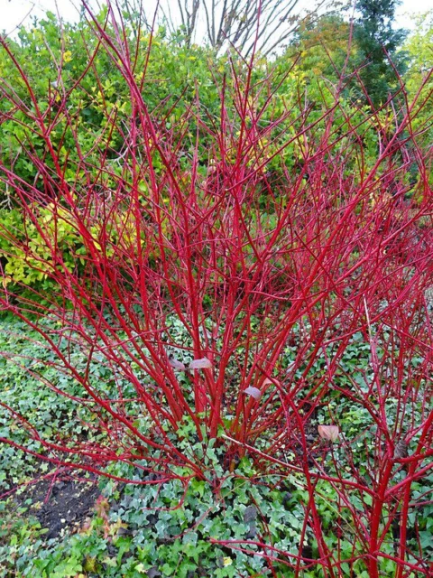 corteccia giardino cornus sibirica