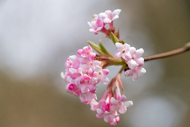 Viburnum x bodnantense