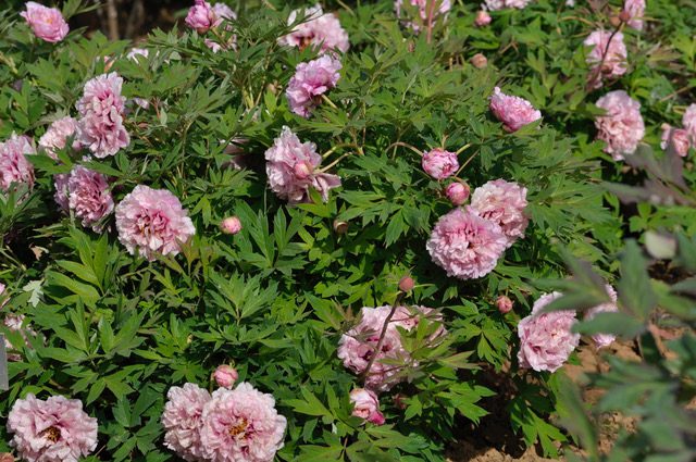 peonia rbustiva Waucedah princess