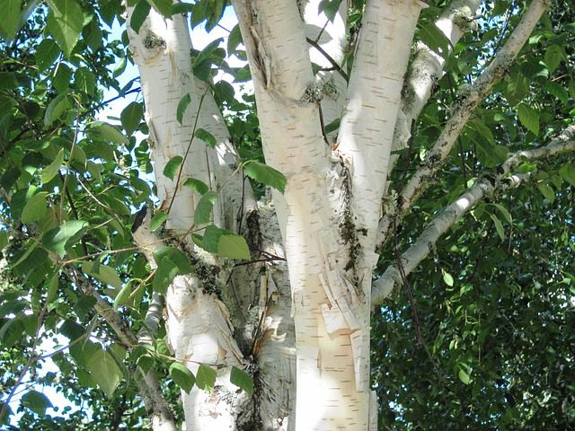 Betula utilis corteccia alberi arbusti