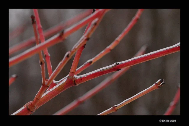 Cornus sanguinea âWinter Beautyâ