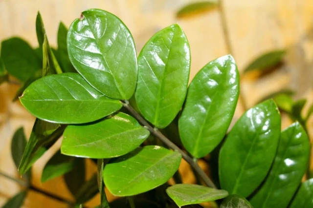 araceae Zamioculcas