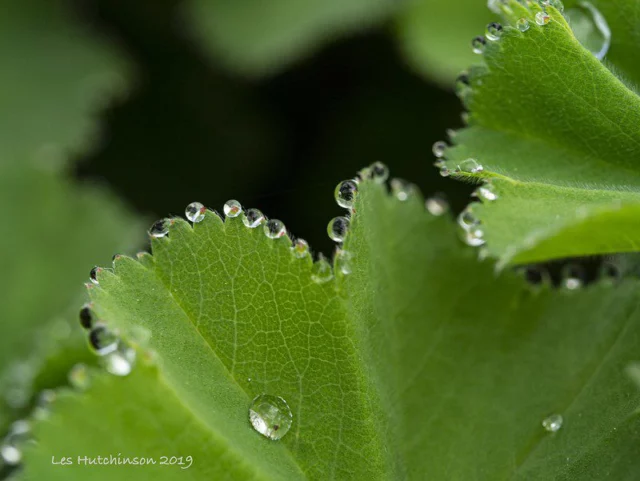 alchemilla