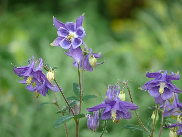 Aquilegia vulgaris