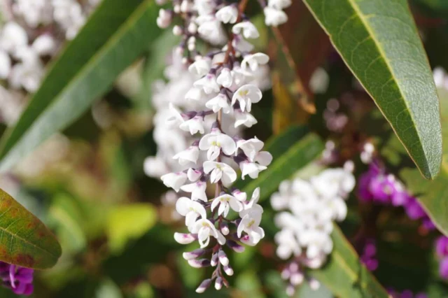 Hardenbergia violacea