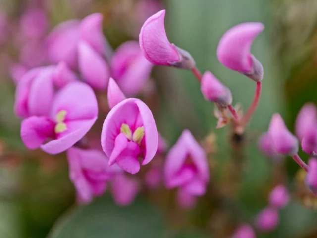 Hardenbergia