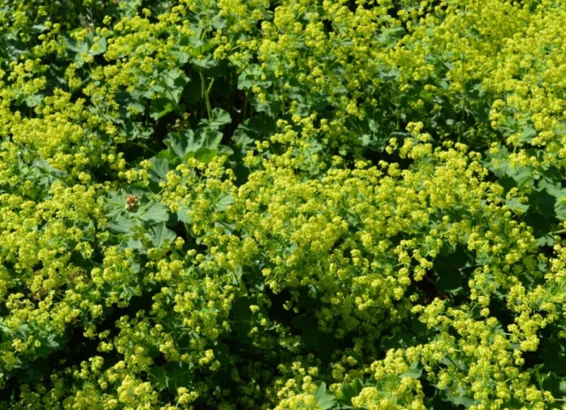 Alchemilla mollis fiori