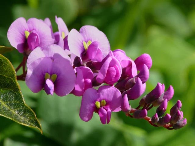 Glycine Violaceae