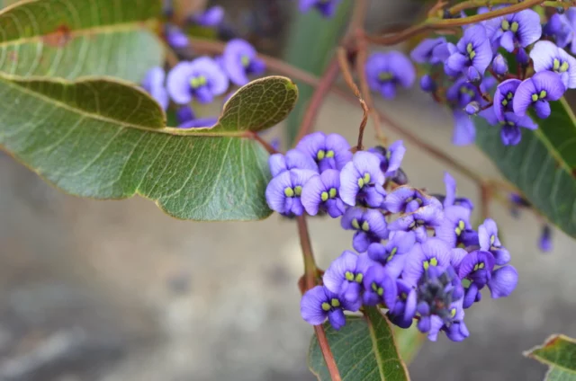 Hardenbergia blu