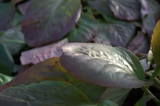 Bergenia_Bressingham_white