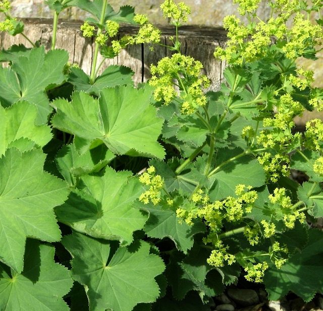 Alchemilla mollis foglie