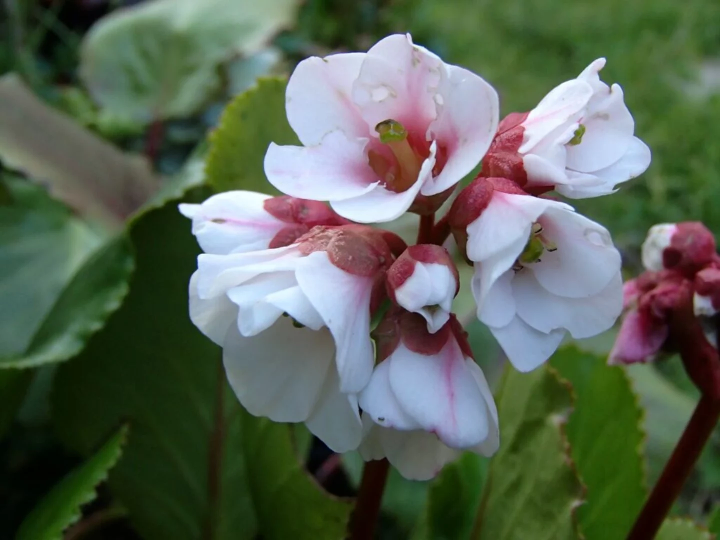 Bergenia bressingham white