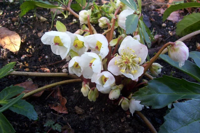 helleborus niger