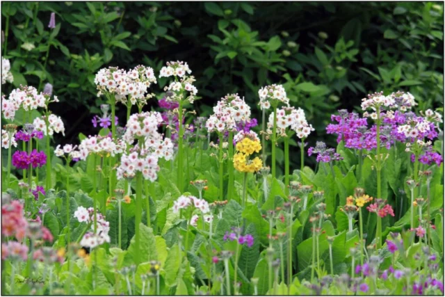 Primula japonica