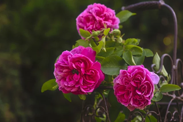 Rosa 'Gertrude Jekyllâ rampicante