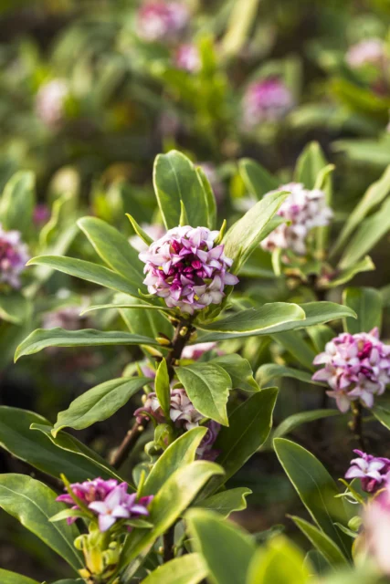 Daphne odora 'Aureomarginata'