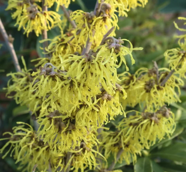 Hamamelis x intermedia 'Pallida'