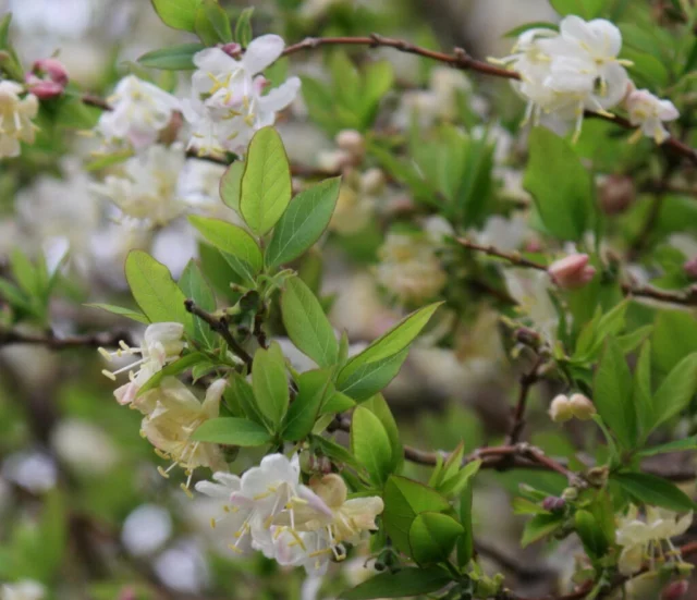 Lonicera fragrantissima