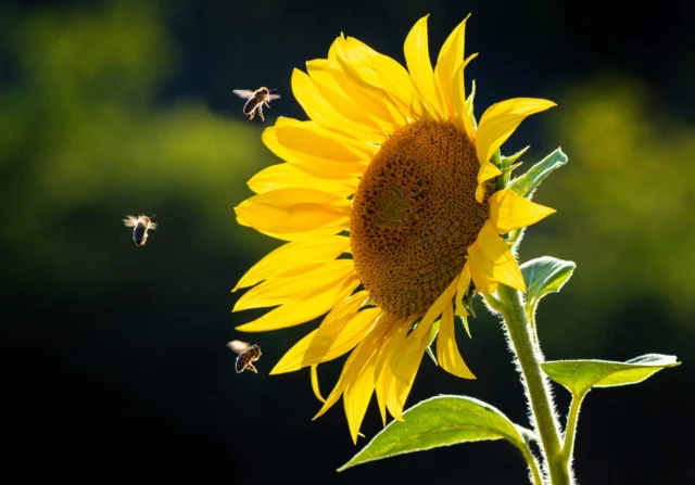 Girasole fiori di giugno