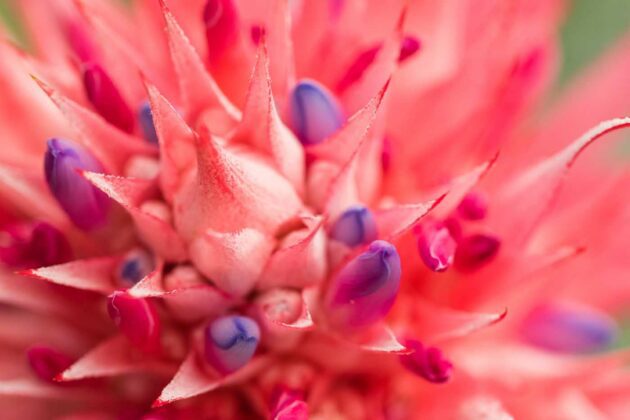 fiore di Aechmea fasciata