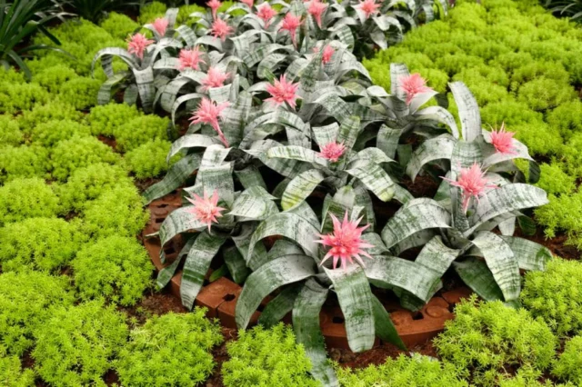 Aechmea fasciata