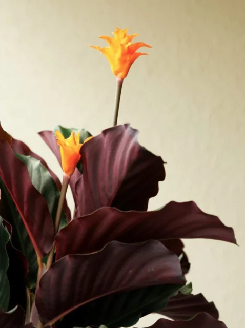 Fiori di Calathea crocata