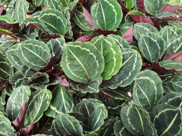 Calathea roseopicta