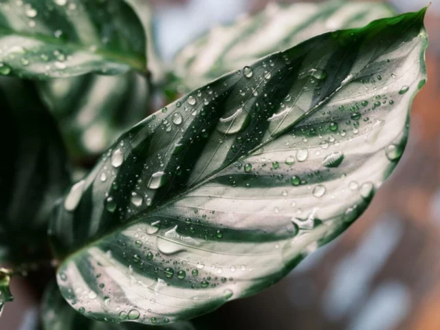 Calathea e le gocce