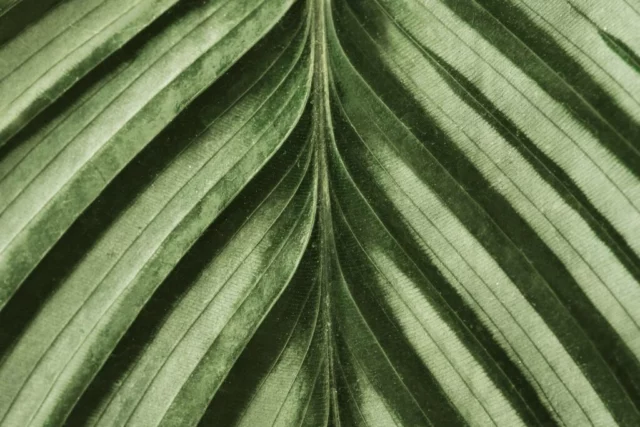 Calathea dettaglio di una foglia