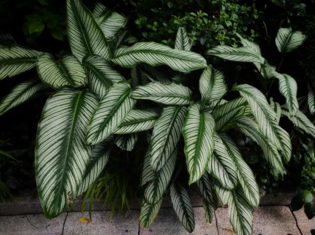 Calathea ornata border