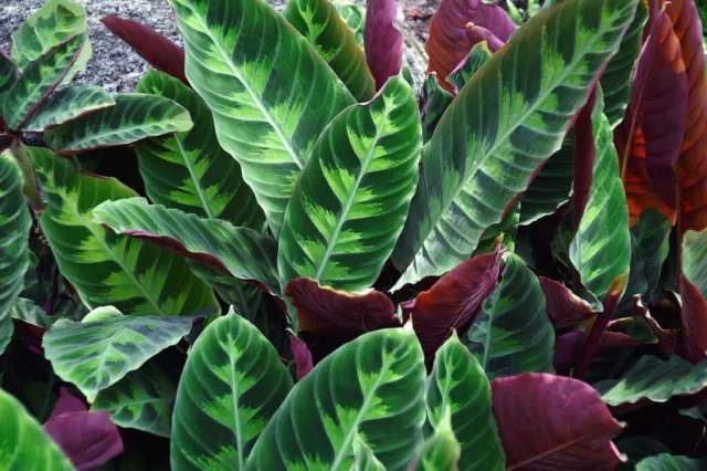 Calathea warscewiczii 