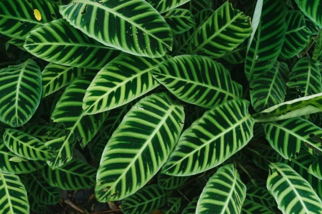 Calathea zebrina