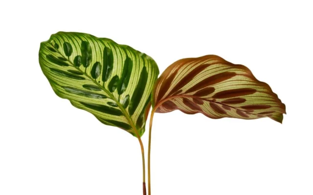 Le due pagine di una Calathea makoyana