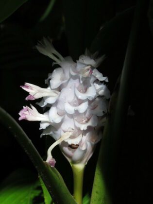 Il fiore di C. burle-marxii