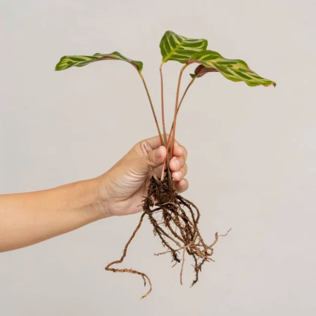 moltiplicazione Calathea