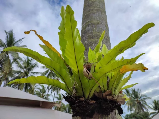 Asplenium, felce epifita