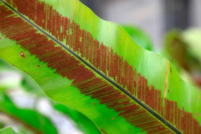 Asplenium nidus spore