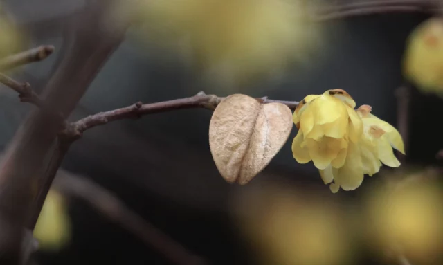 Delicatezza dei fiori di calicanto invernale