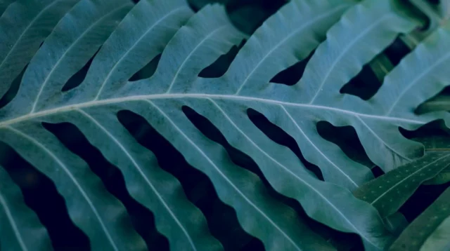 Foglia di Phlebodium aureum